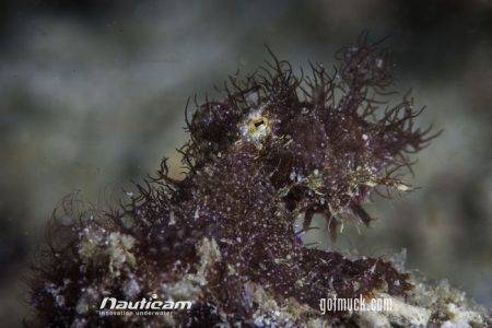 Hairy Octopus - Critter at Lembeh Strait