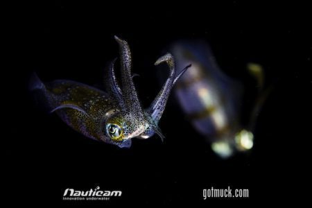 Squid cephalopod Lembeh