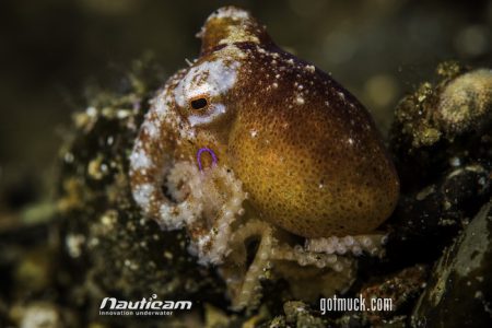Octopus in Lembeh's Muck Diving