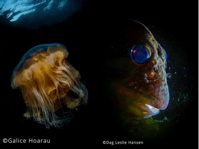 Lembeh Gulen Shootout 2018