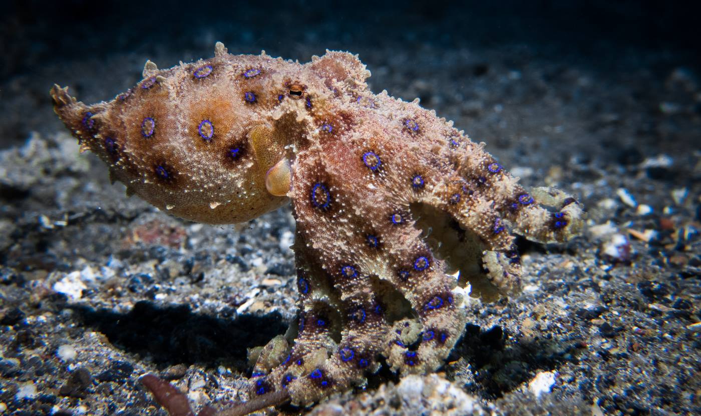 Guntur Bluering Octopus spotted at Lembeh