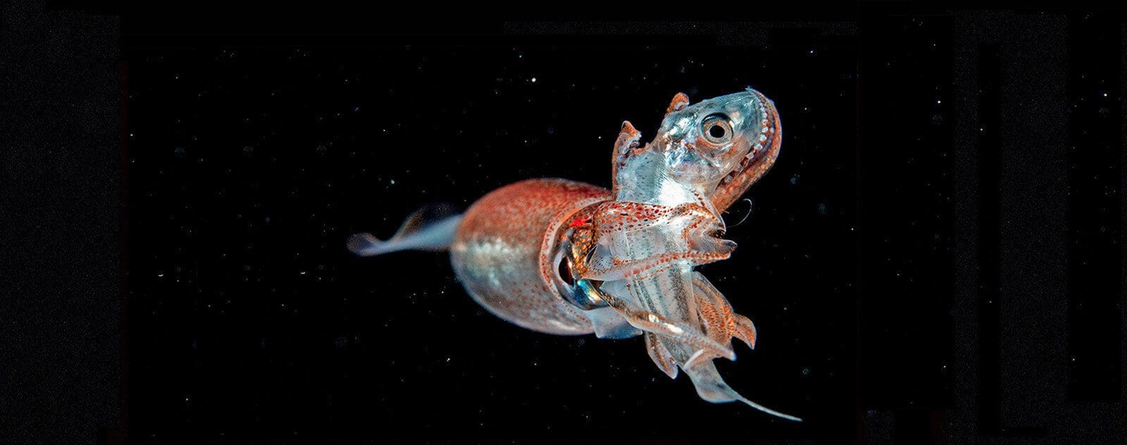 Blackwater Squid photography