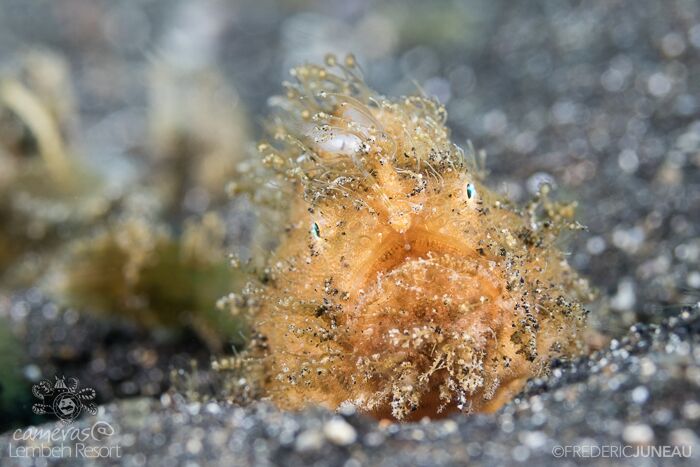 Hairy Frogfish Lembeh Indonesia