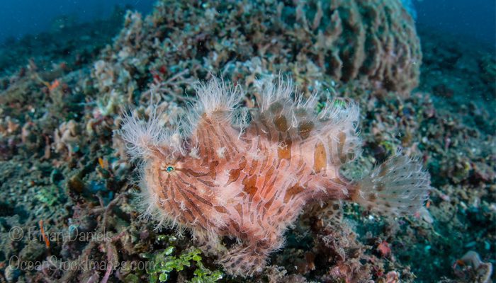 Fly Fishing Beasts of Lembeh
