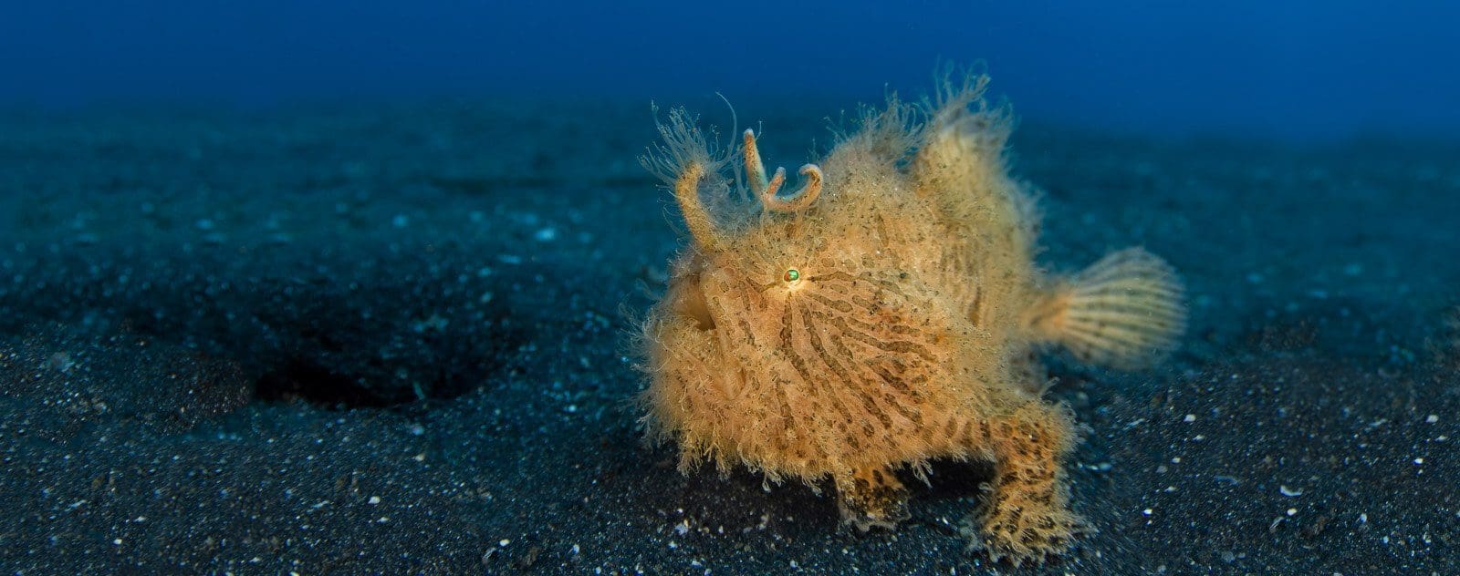 Hairy Frogfish Lembeh