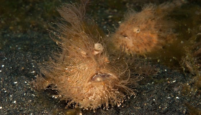 Hairy frogfish mating