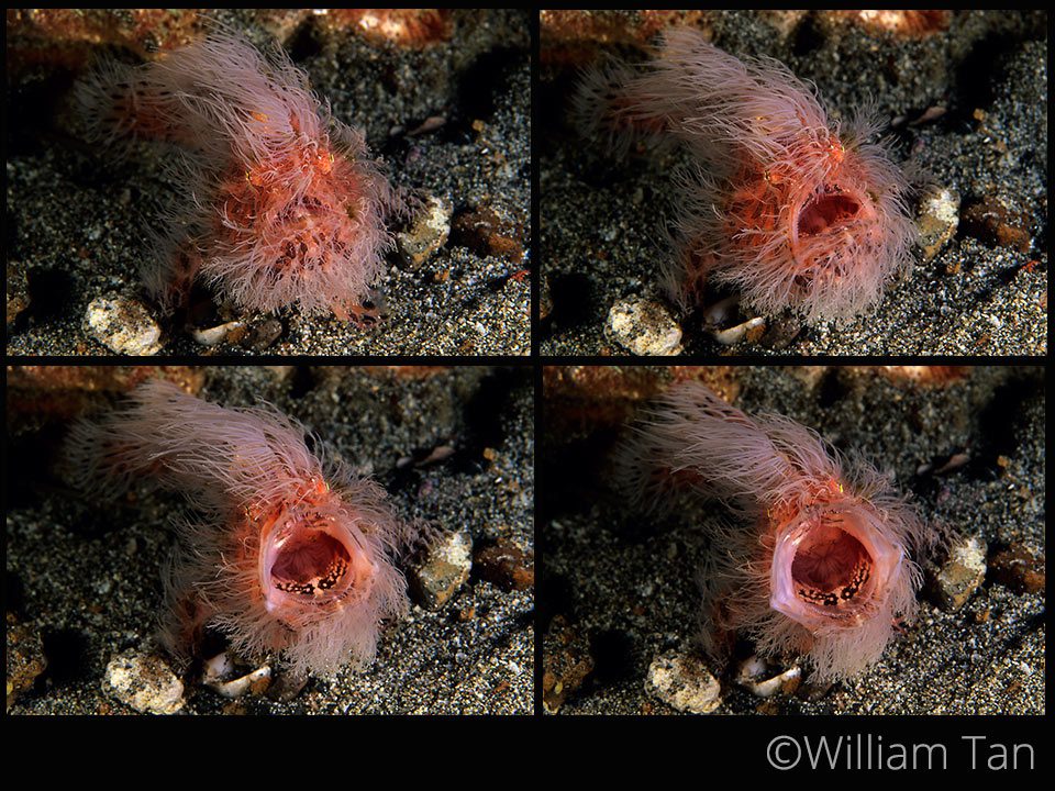 Hairy-Frogfish---William-Tan