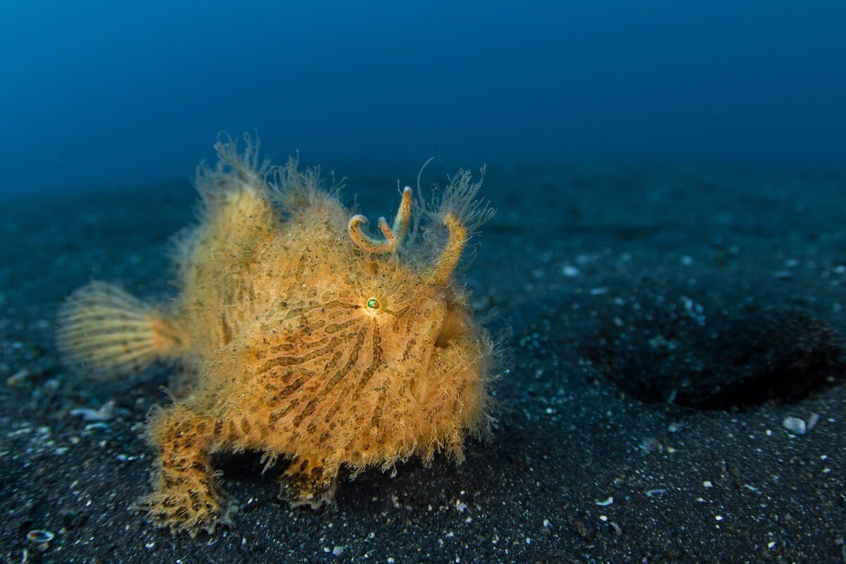 Muck diving with Hairy Frogfish in Lembeh Strait