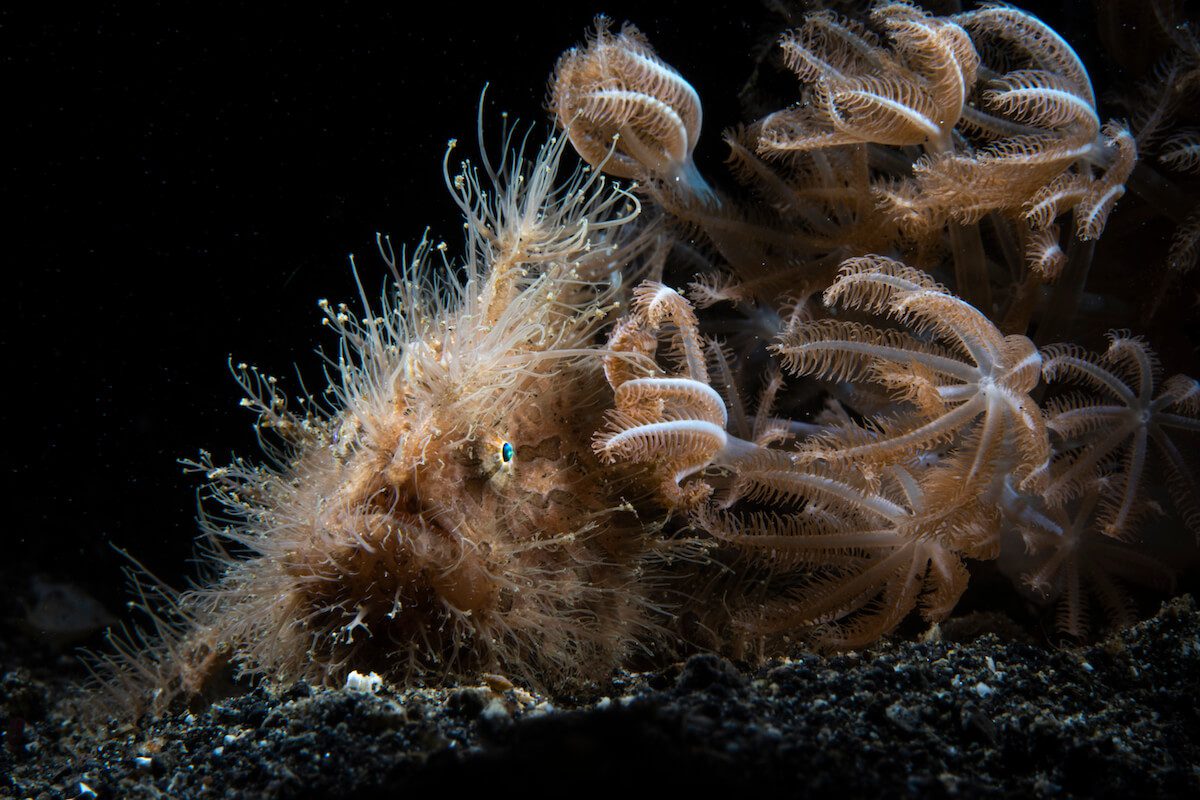 Hairy frog fish hairy frogfish lembeh workshop