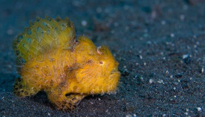 Hairy Frogfish, a usual suspect in Lembeh Strait