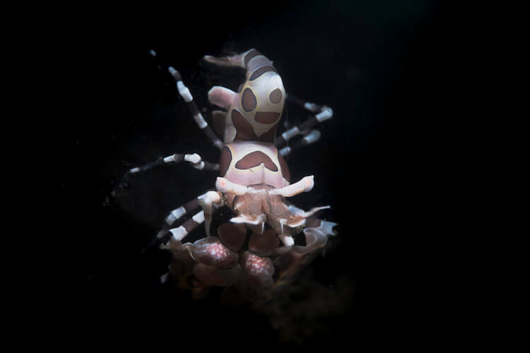 Harlequin Shrimp copy Harlequin shrimp Lembeh