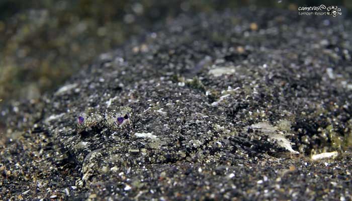 Critters of the Lembeh Strait | Episode 06 – 2015 | Hide & Seek Part 1