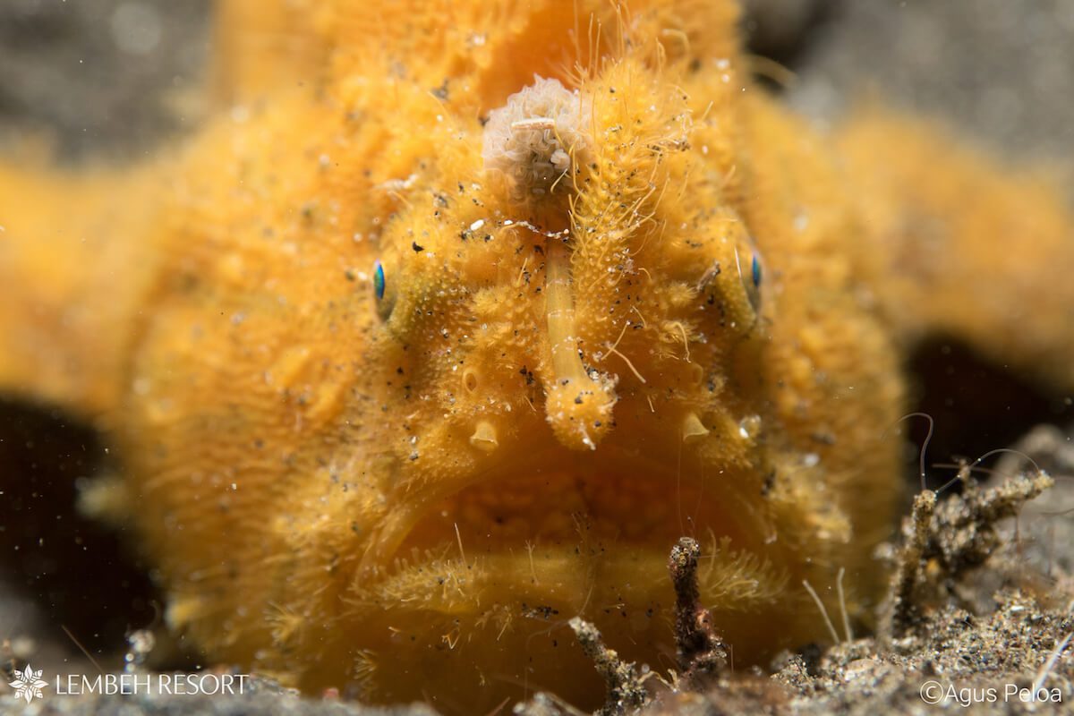 Hispid Frogfish Hispid Frogfish