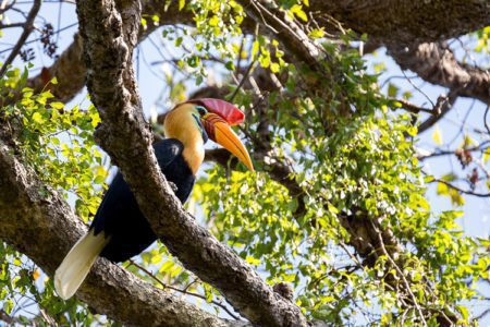 Knobbed Hornbill Sulawesi