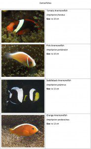 Housereef Fish ID guide