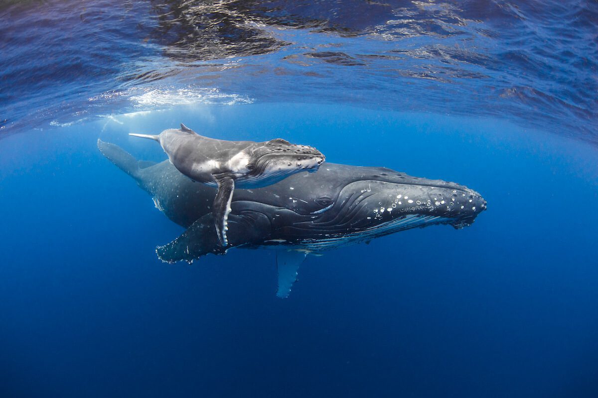 Humpback mom and calf underwater photography workshop in lembeh