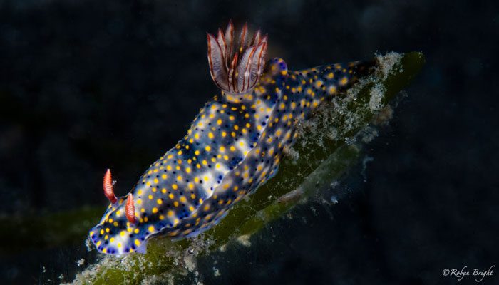 Lembeh Was Great