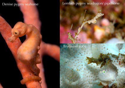 Denise pygmy seahorse, Bryozoan goby, Lembeh pgymy seadragon, pygmy pipehorse, critters@lembehresort, north sulawesi indonesia