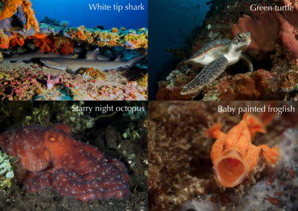 White tip shark, green turtle, starry night octopus, painted frogfish