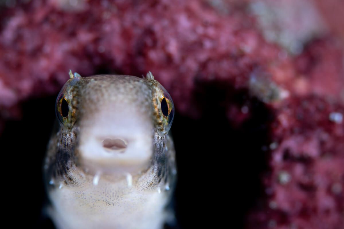 IMGL6028 copy Underwater photography Lembeh