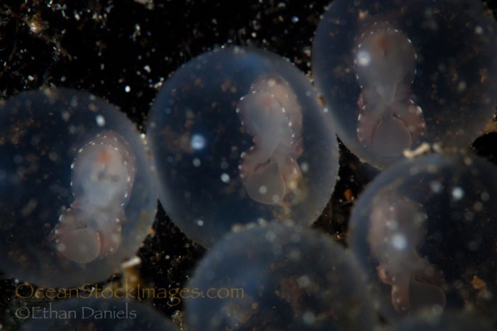 Recap from Day 1 of ‘Capturing Critters @ Lembeh’