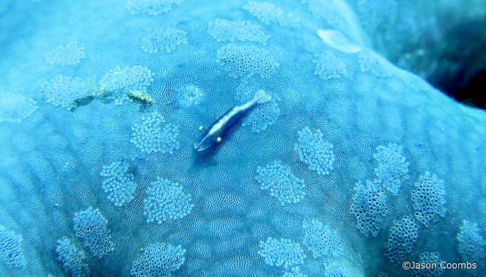 50 Dives In Critter Heaven