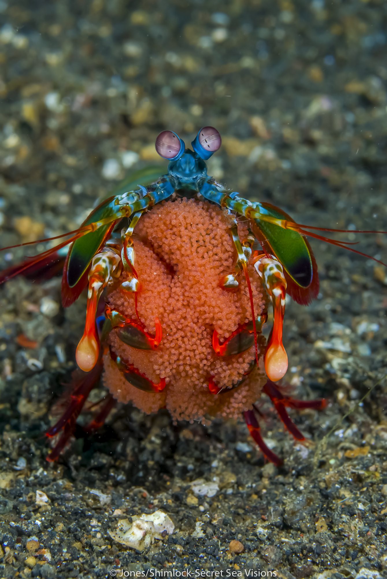 Mantis Shrimp w/eggs