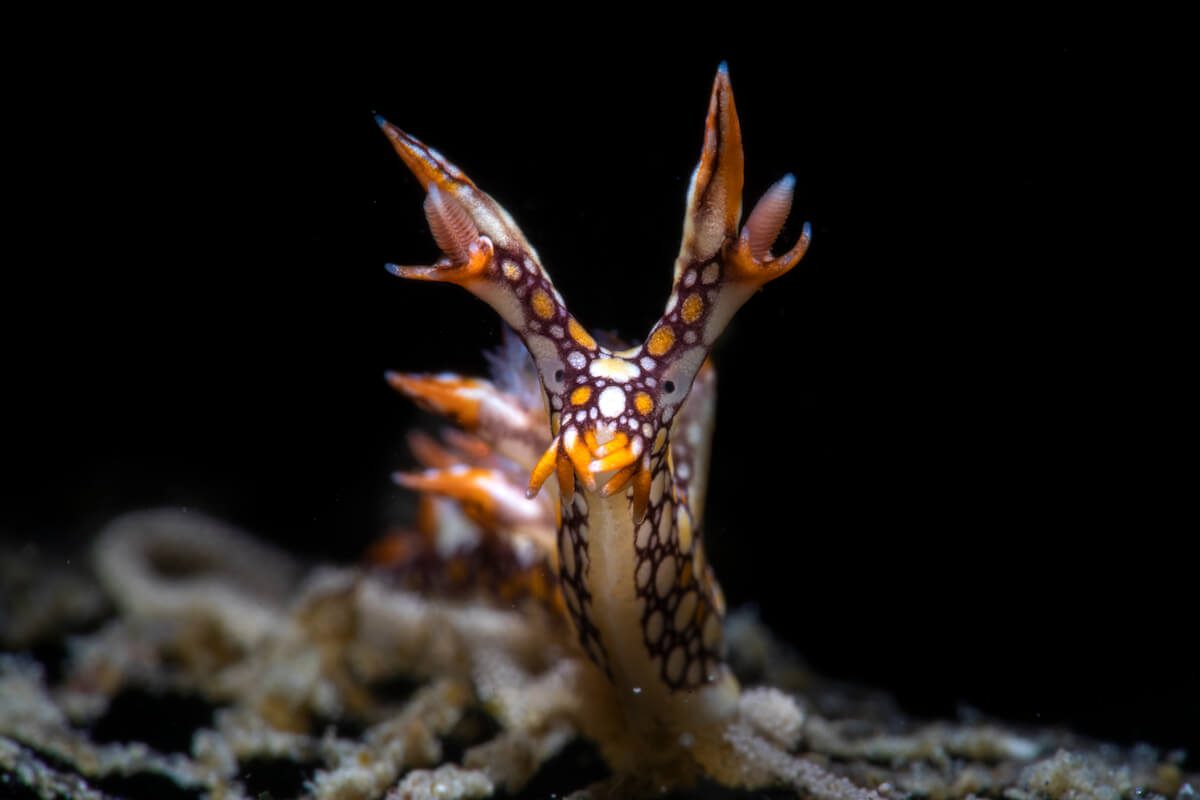 _IP_0649copy nudibranch