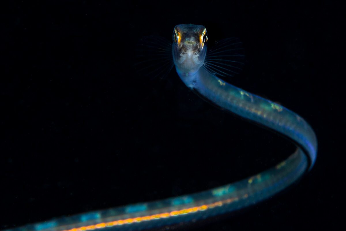 _IP_1661JUVENILE SNAKE BLENNY Blackwater