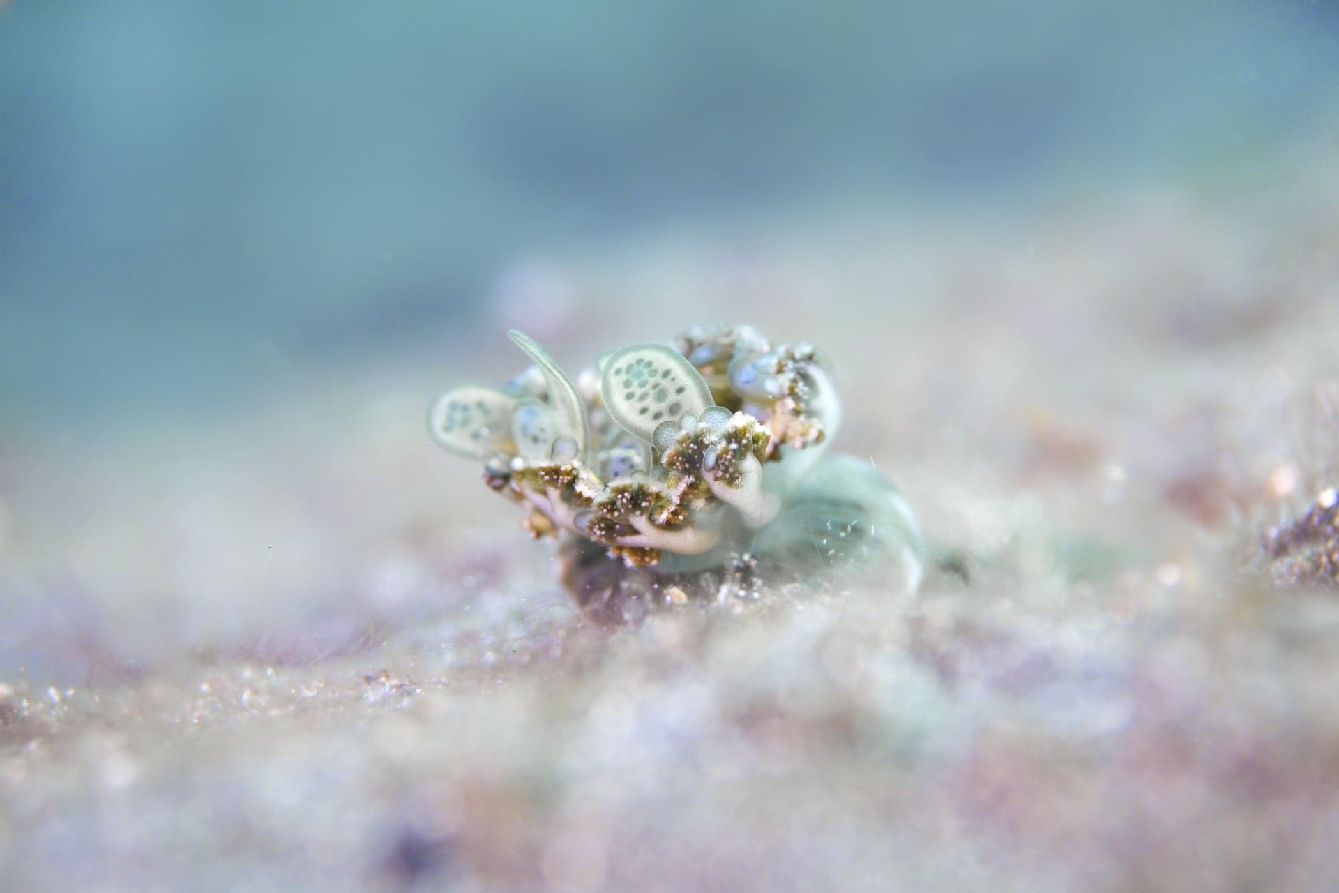 Jellyfish Crabs spotted at Lembeh strait