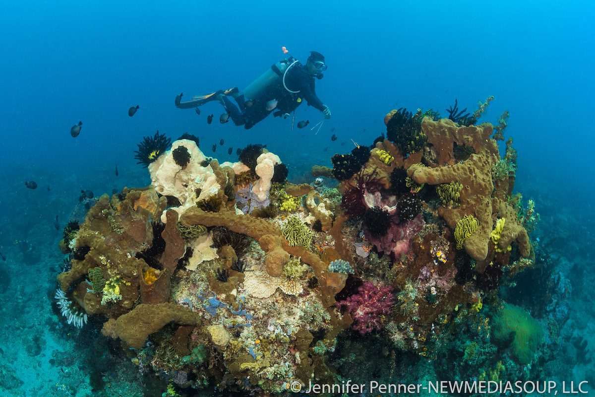 Jennifer-Penner-Newmediasoup-Lembeh-Resort-Angels-Window-5 copy neutral buoyancy