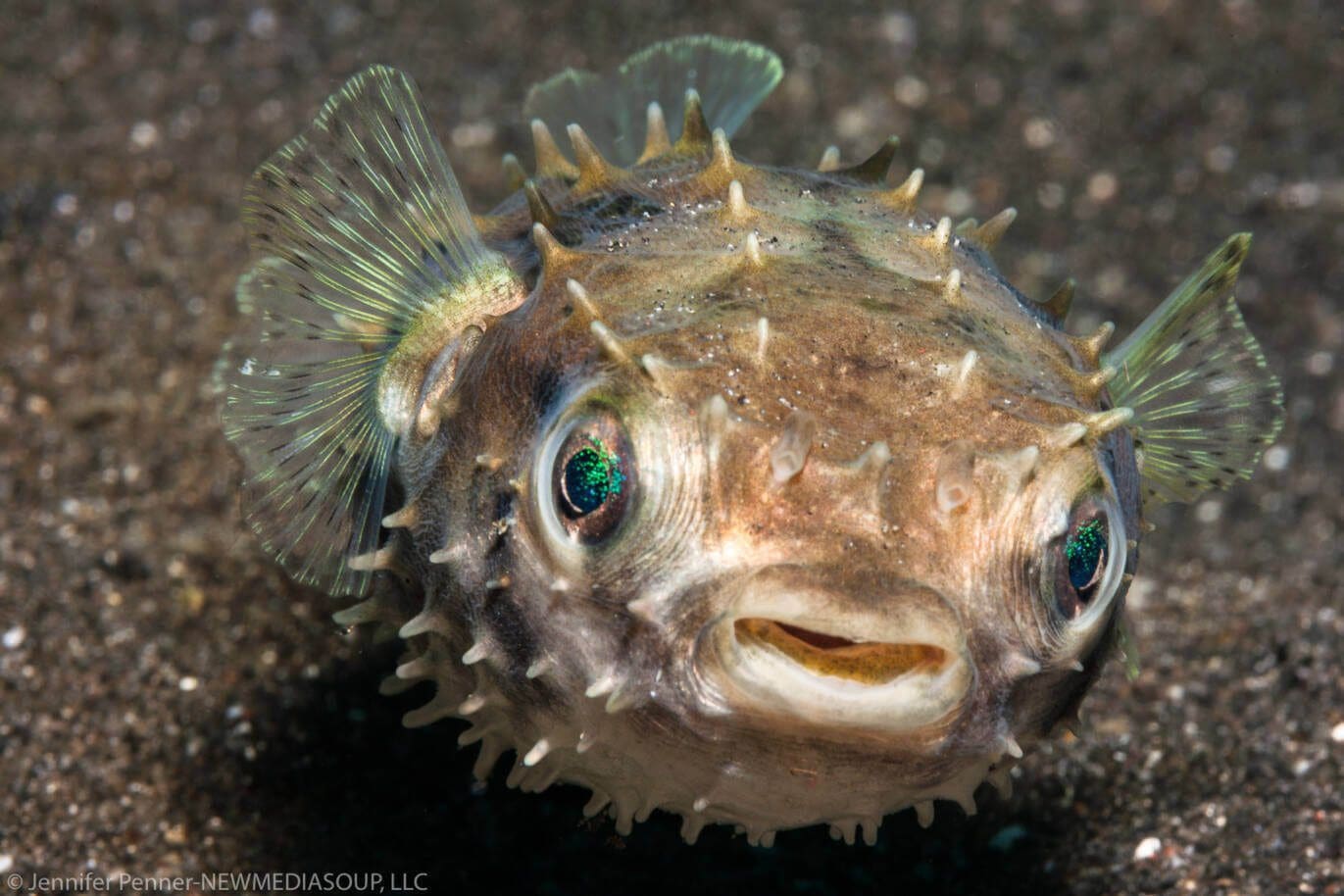 Close Up Puffer Fish by Jennifer Penner