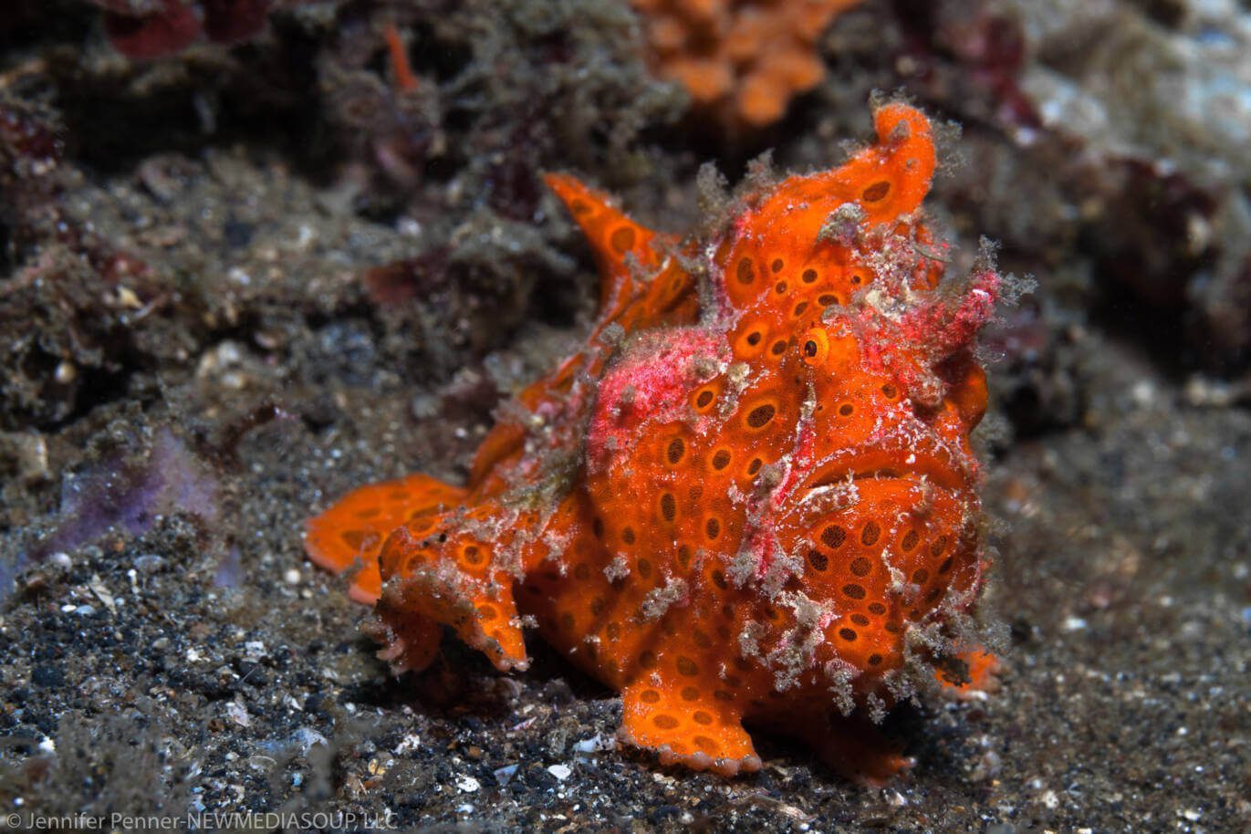 Frogfish by Jennifer Penner