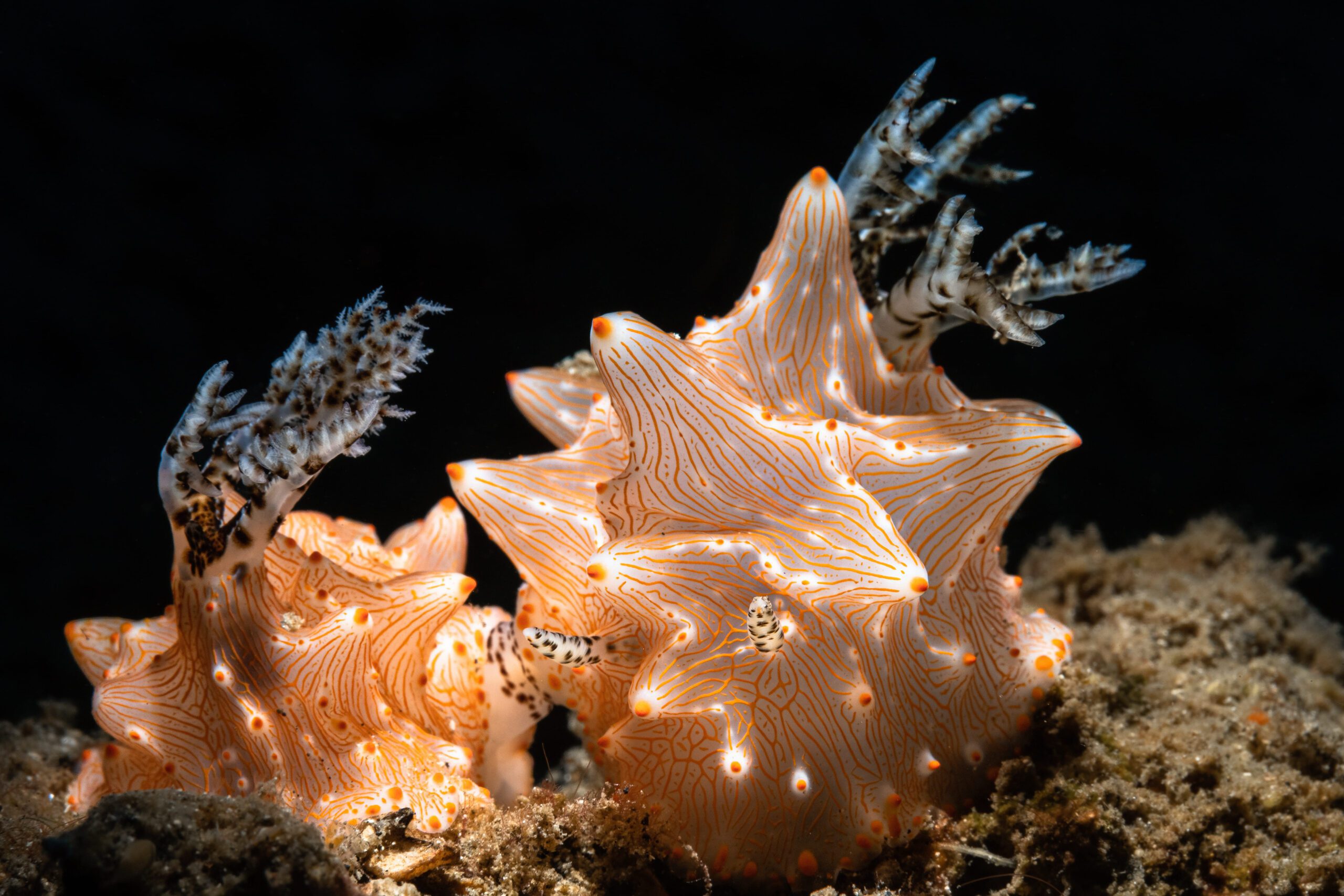 Women In Underwater Photography: Nudibranch by Jennifer Penner