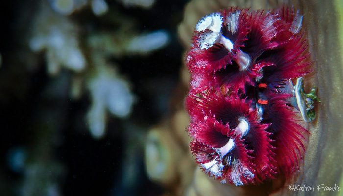 “Wundervolle Vielfalt für Schnorchler" – Fabulous Variety For Snorkeler