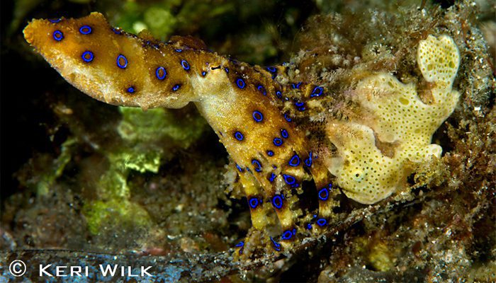 Only in Lembeh!