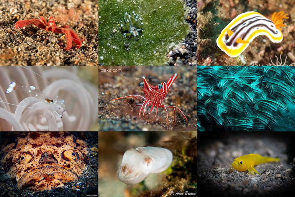 Capturing Critters in Lembeh 2019