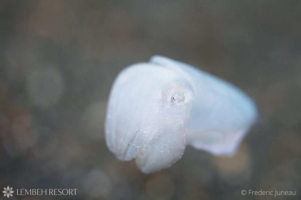 Aperture and Bokeh