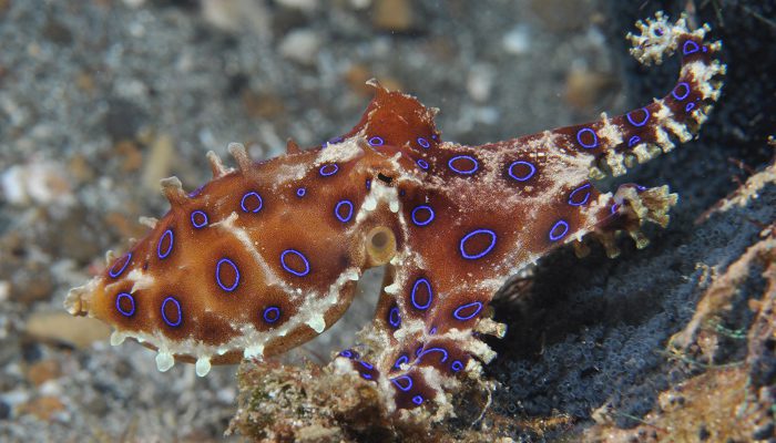 Can’t get enough Lembeh