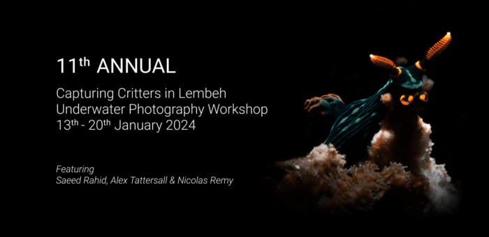 Capturing Critters in Lembeh Underwater Photography Workshop 2024