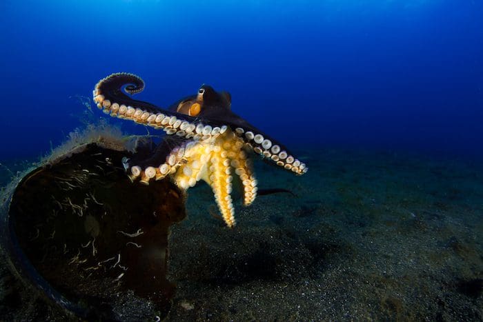 Lembeh Wide Angle Shootout