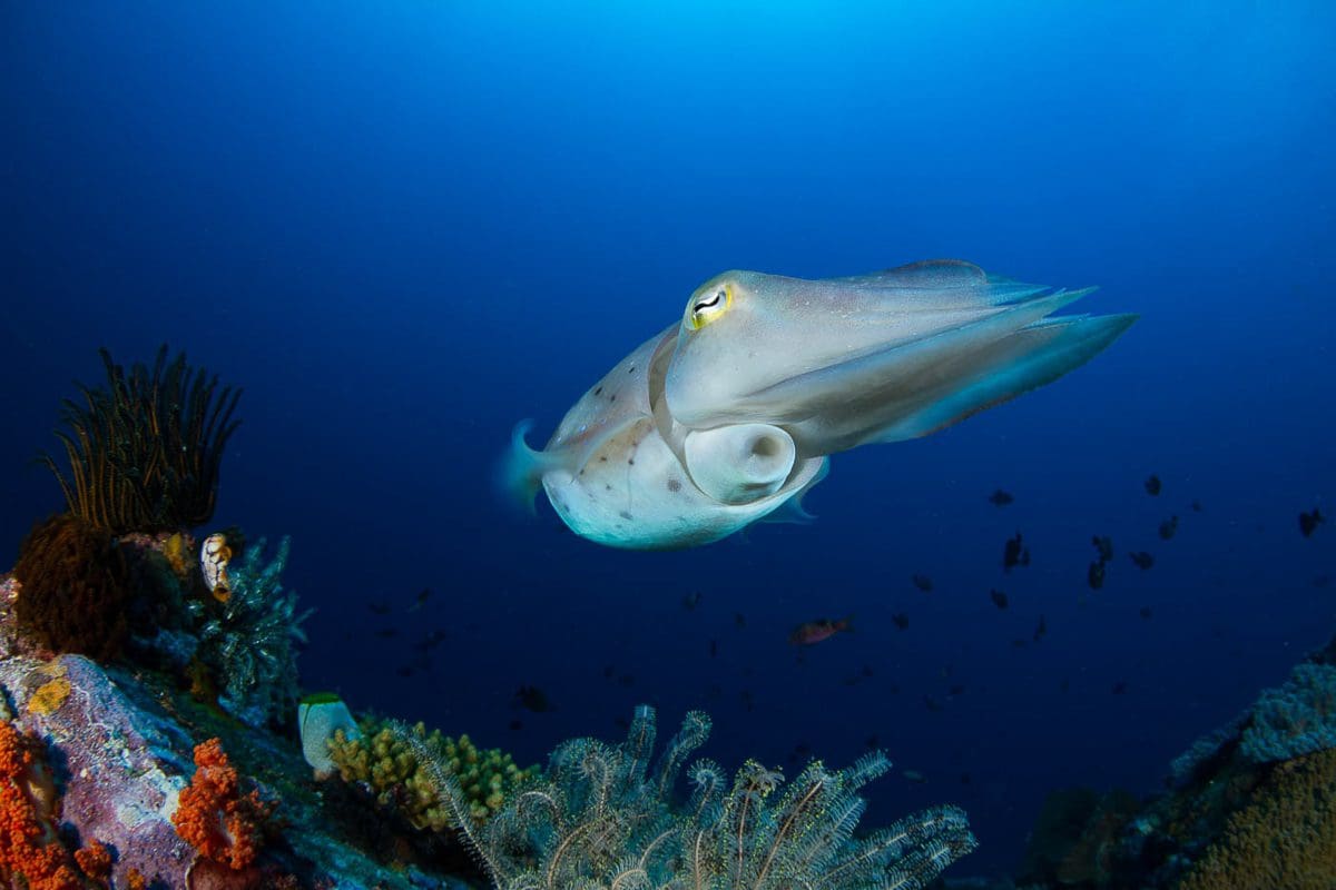 Sulawesi Snorkeling Sites: Cuttlefish in the Lembeh Strait