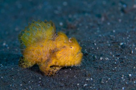 Lembeh Hairy Frogfish