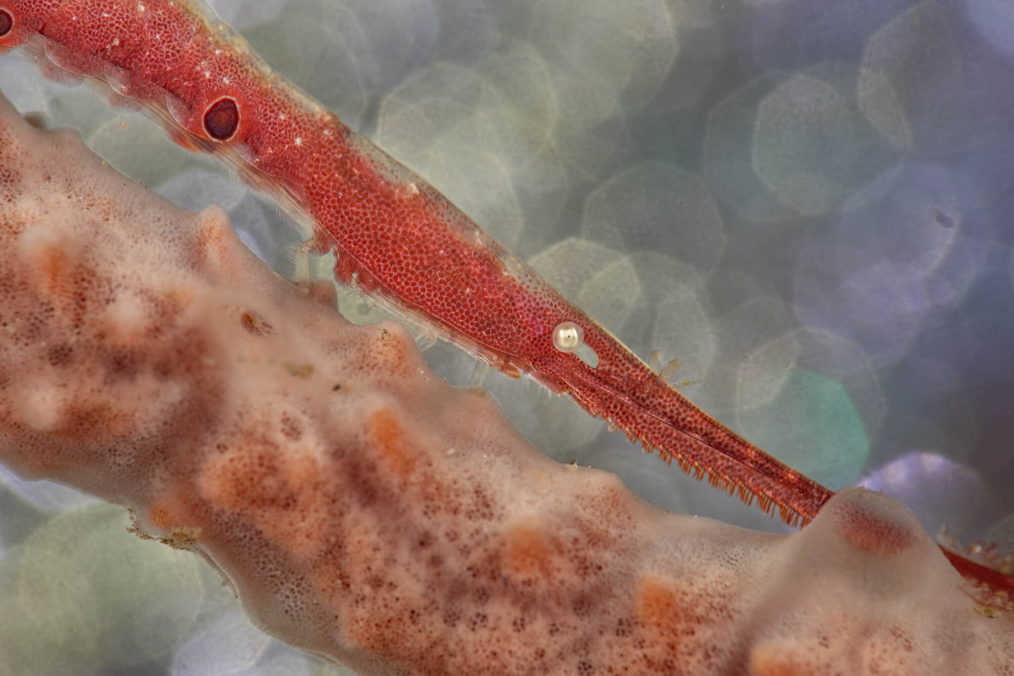 Tozeuma shrimp by Saeed Rashid