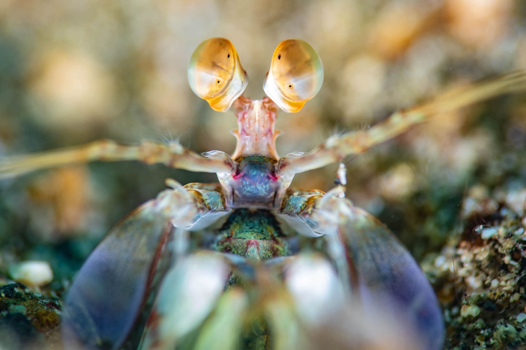 Pink-eared mantis shrimp by Saeed Rashid
