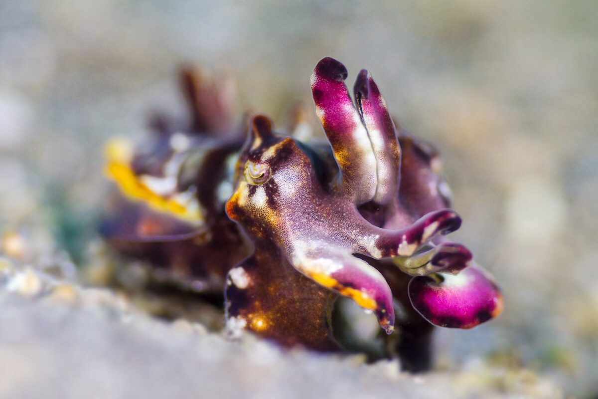 Flamboyant Cuttlefish (Metasepia pfefferi) Lembeh Strait, Canon Flamboyant cuttlefish Lembeh