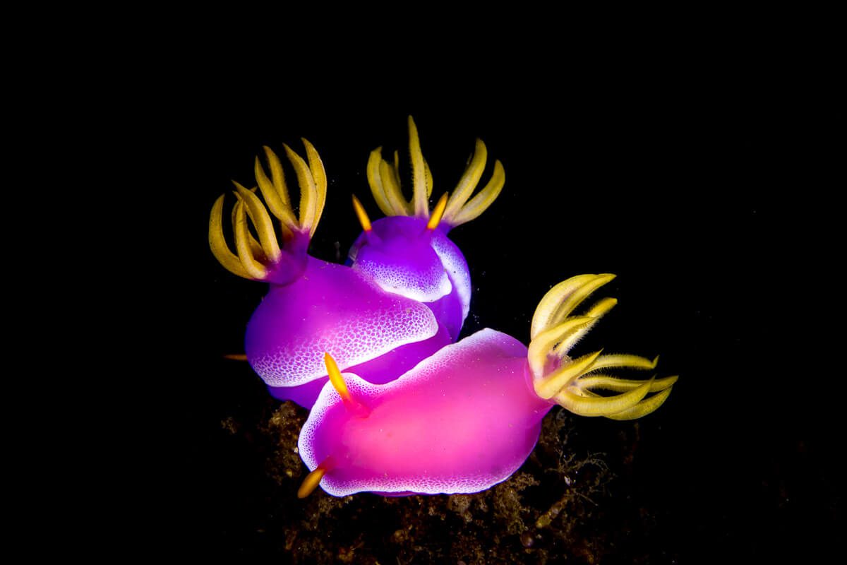 Lembeh Macro5 copy Nudibranch Indonesia