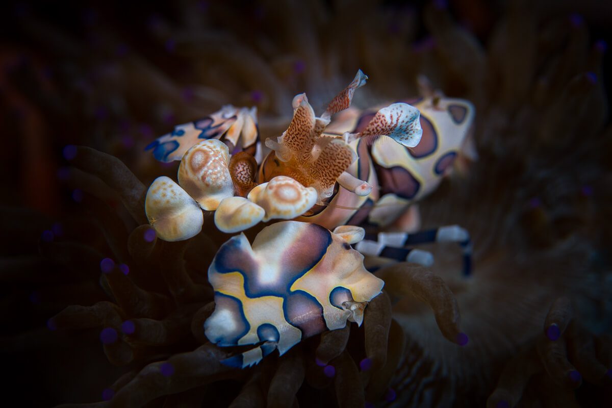 Lembeh Macro6 copy Harlequin shrimp Lembeh