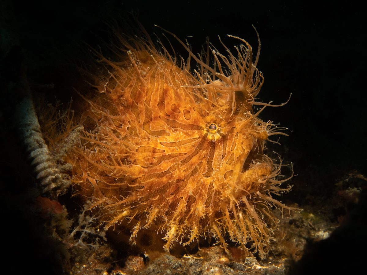 Lembeh Resort 4-2 copy diving in north sulawesi
