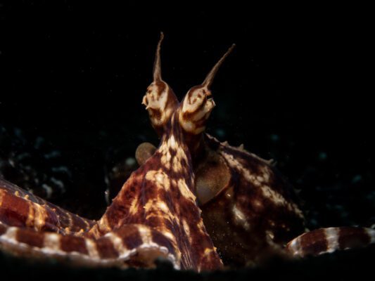 Mimic Octopus close up photo